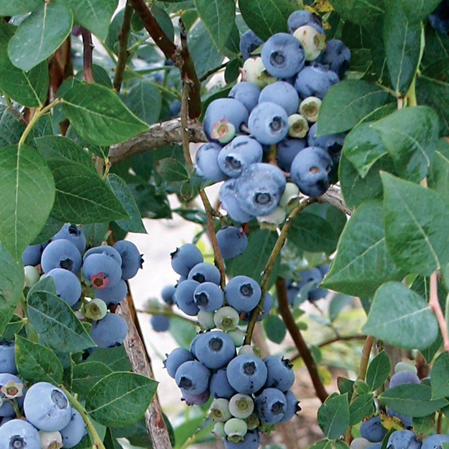 Sweetheart Blueberry (Vaccinium Corymbosum)