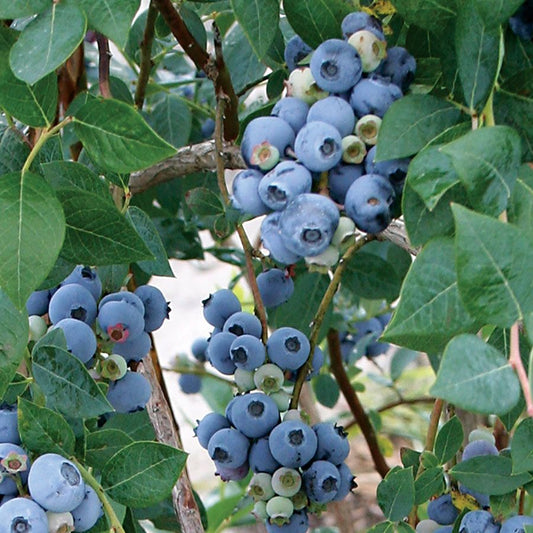 Sweetheart Blueberry (Vaccinium Corymbosum)