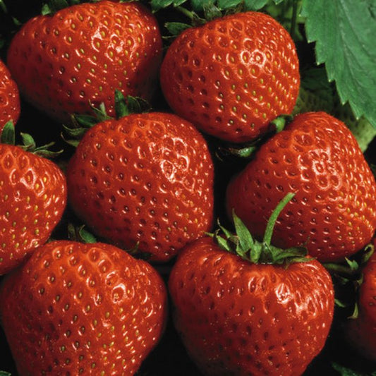 Strawberry Plants (Cavendish Variety)