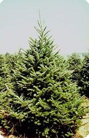 Balsam Fir 3-0 Seedling Root Pruned 5-10" (12.5cm to 25cm)