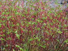Redosier Dogwood (Cornus stolonifera)