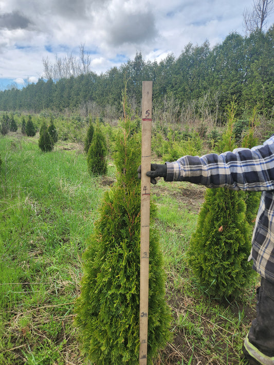 Emerald Cedar 4-5' (120-150cm) B&B  Ontario Grown