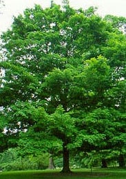 Sugar Maple  Branched