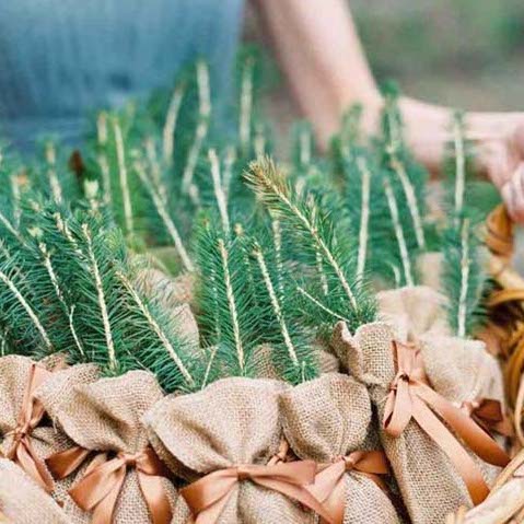 Promo Seeedling and Wedding Seedling ( fully packaged)