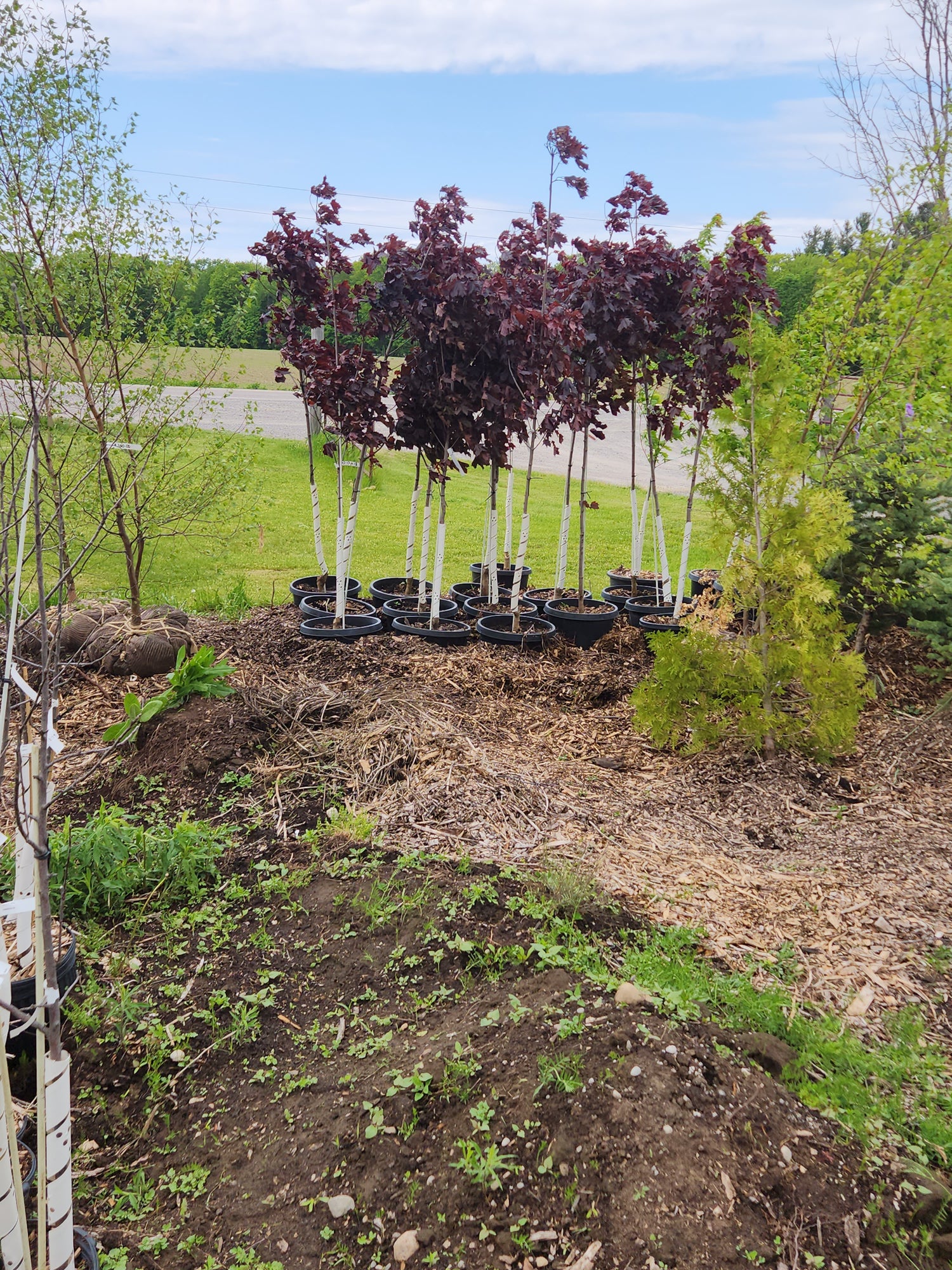 Deciduous Potted and Balled and Burlap
