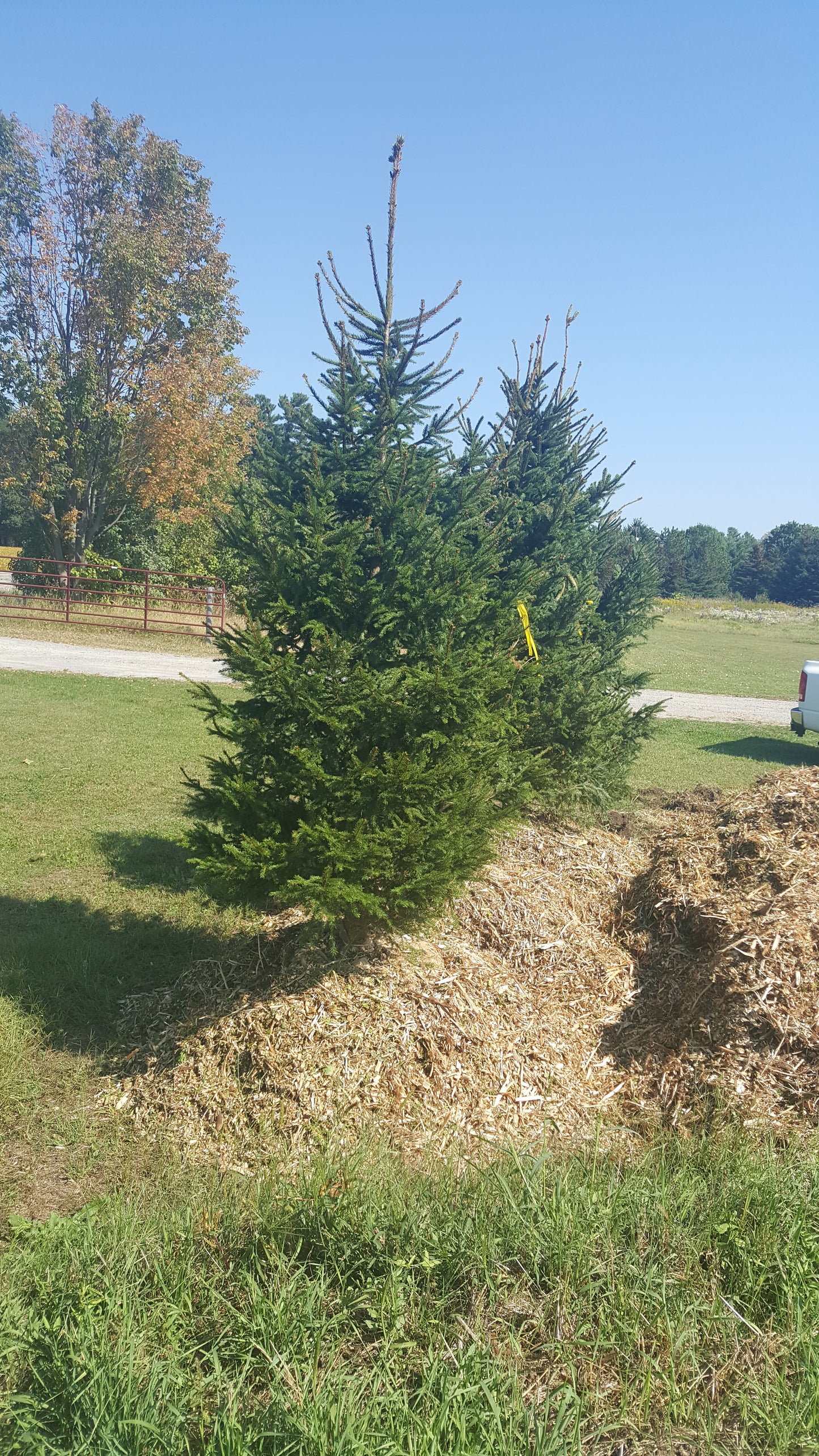 White Spruce 16-24" (40-60cm) Bareroot Seedling root pruned