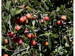 American Plum ( Prunus americana)