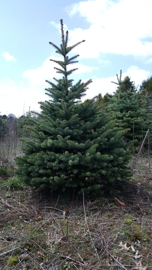 Colorado Blue Spruce 2-1 ,2-2 yr Transplants 10-16" /25-40cm