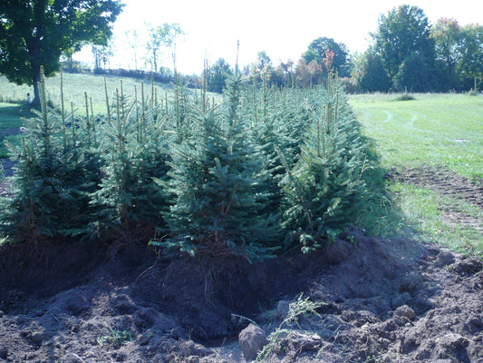 Colorado Blue Spruce 2-0,3-0  12-24" (30-60cm) (San Juan)