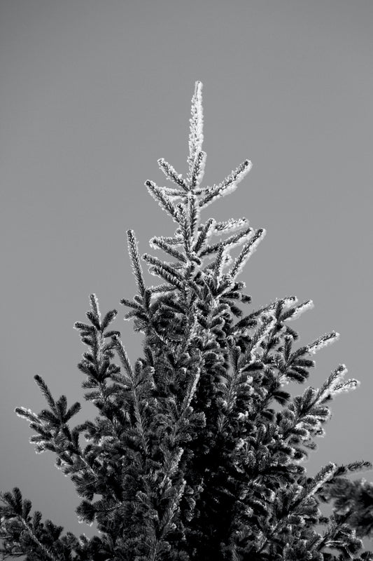 White Spruce Seedlings 8-16" 20-30cm Picea Glauca