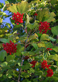 American Cranberry Potted