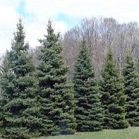 Black Hill Spruce 2-1yr Transplant