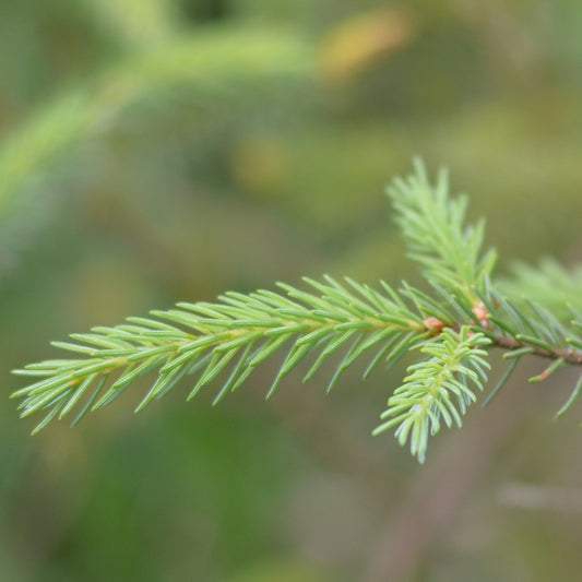 Black Spruce (Picea mariana) 7-14" (17.5cm -35cm)  Seedlings 2-0,3-0