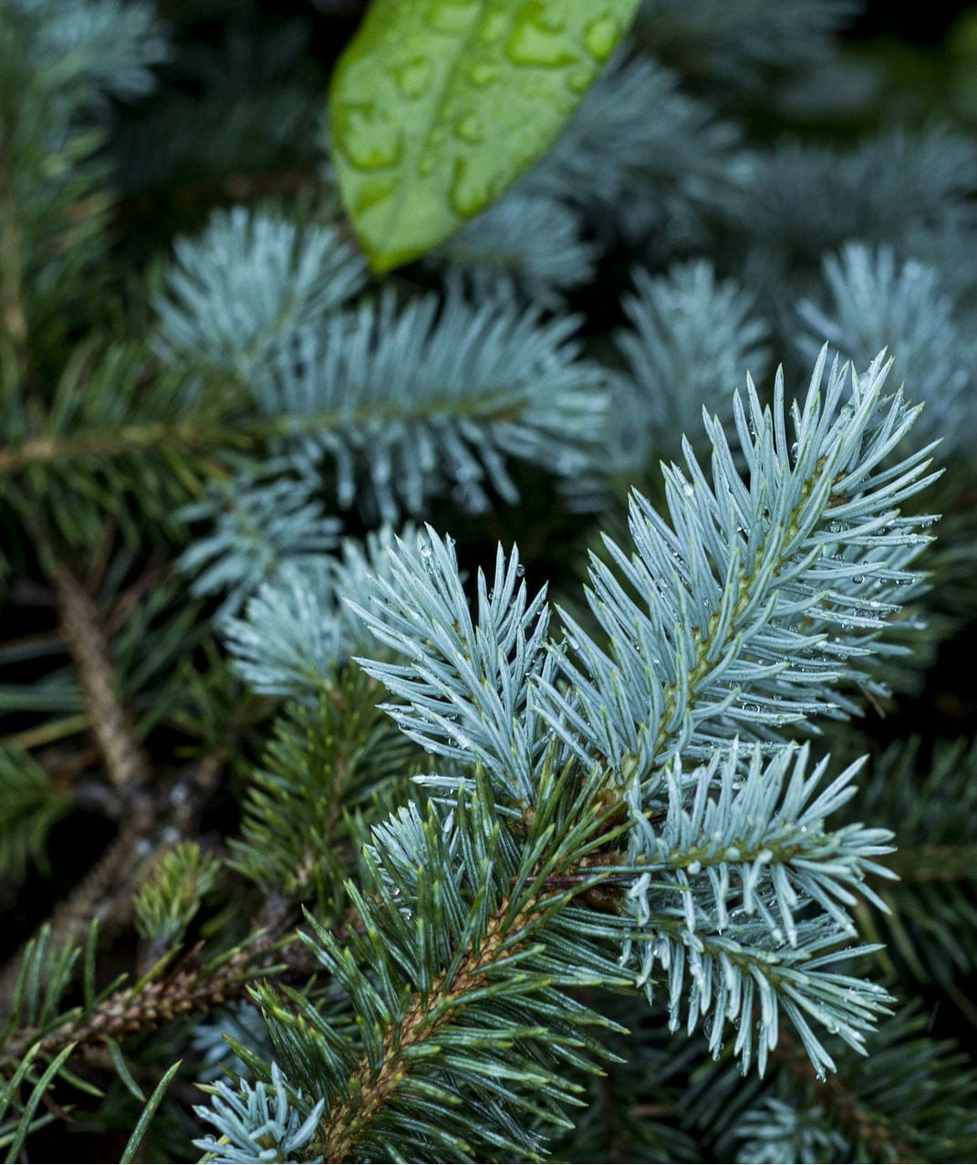 Colorado Blue Spruce 3-4' (90-120cm) Balled & Burlap