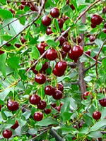 Dwarf Cupid Cherry ( Prunus Kerrasis "Cupid ")