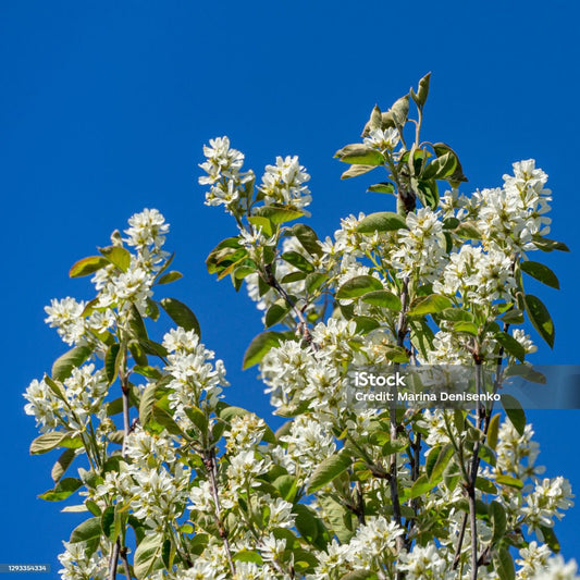 Downey Serviceberry Tree