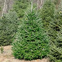 Fraser Fir Transplants 8-14"