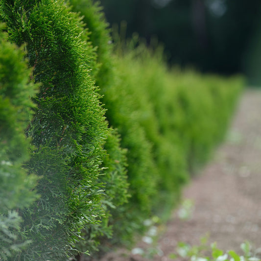 White Cedar (thuja occidentalis) 2yr,3yr bareroot seedling 4-8" (10-20cm)