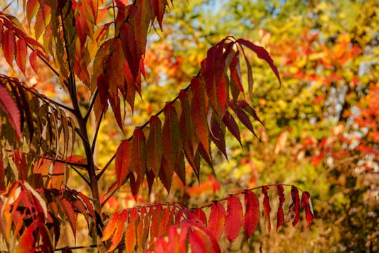 Staghorn Sumac Rhus typhina , 2-3' ,60-90cm (bareroot)