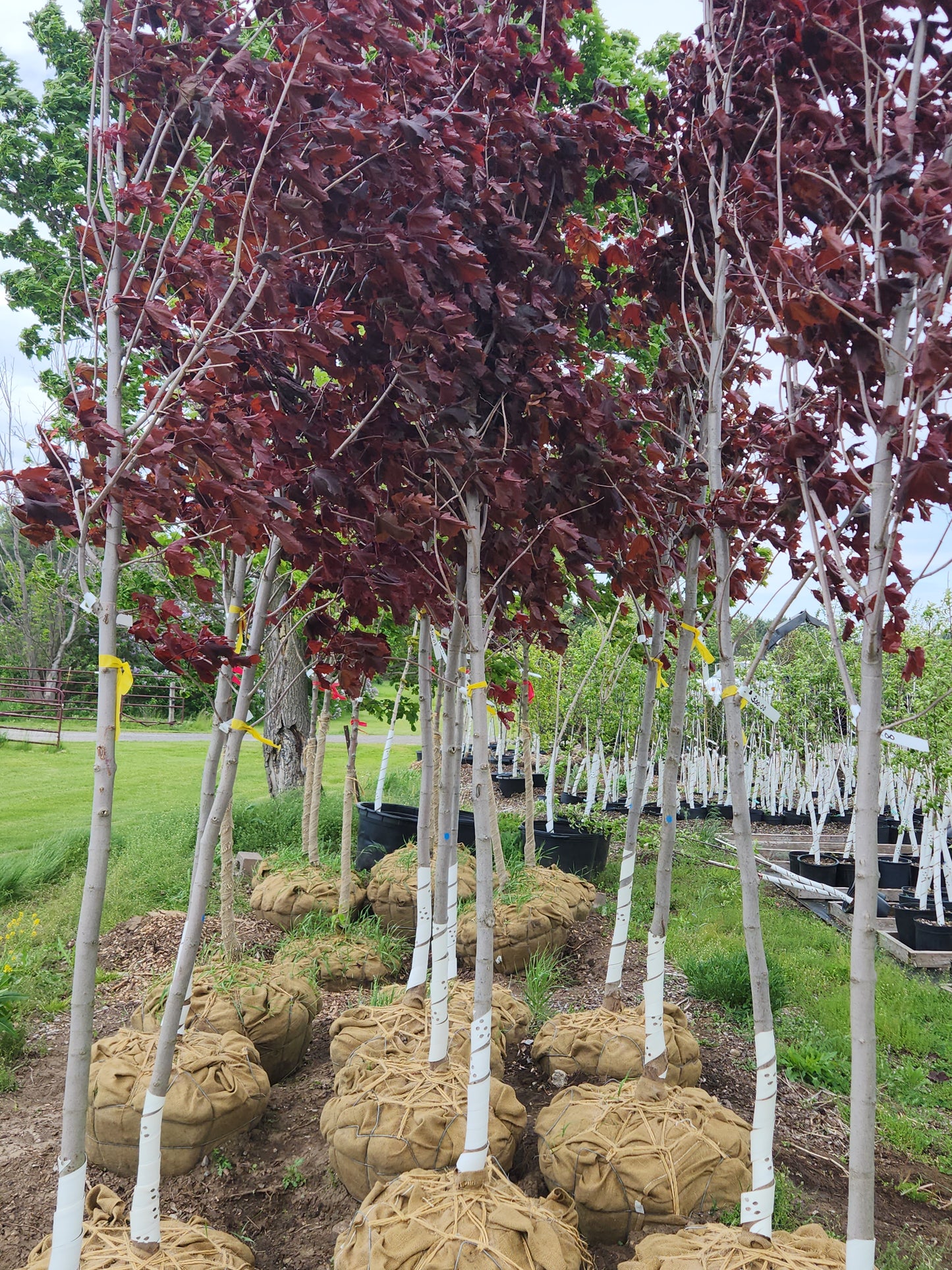 Royal Red Maple