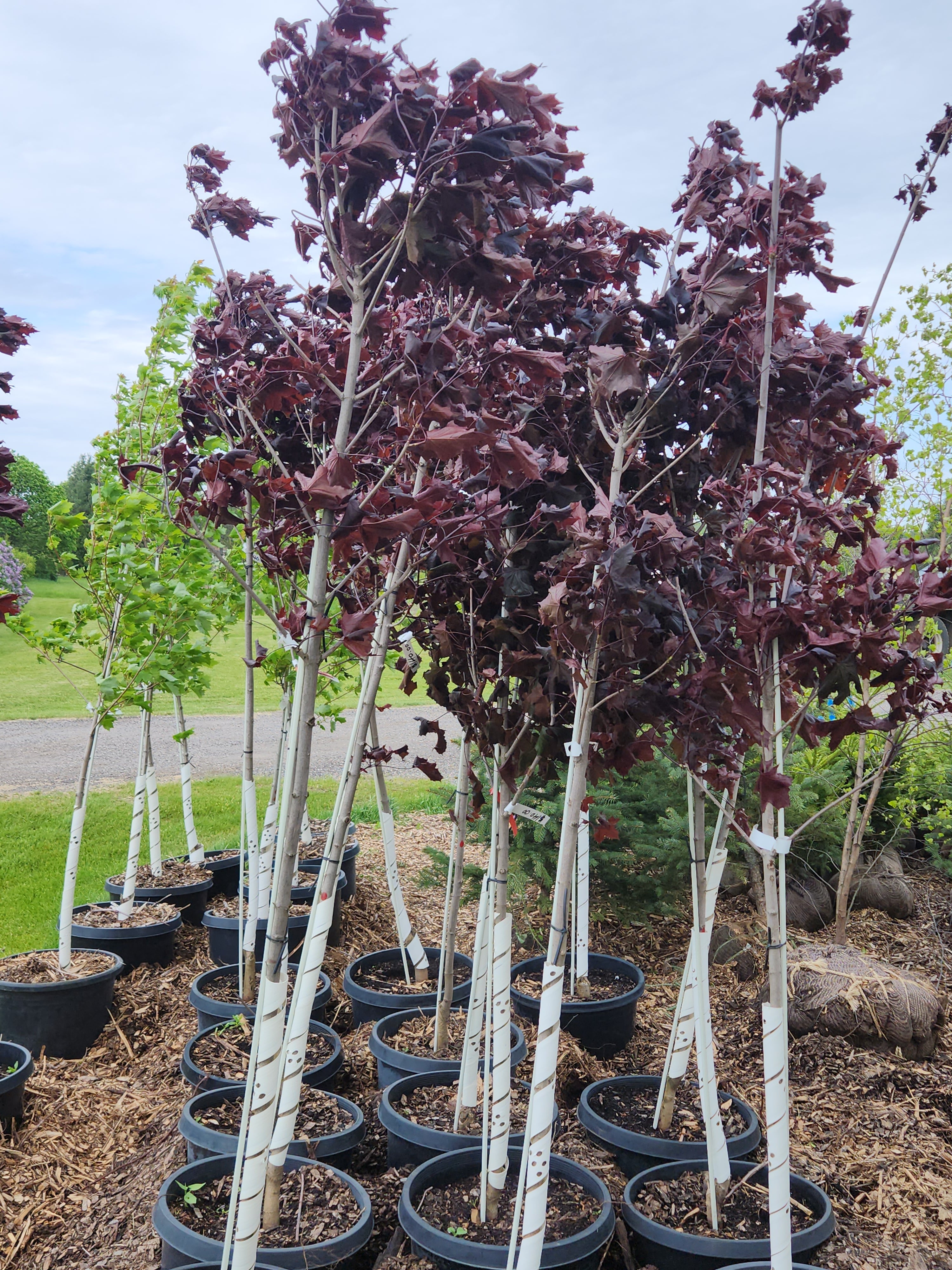 Royal Red Maple – H. Richardson Farms