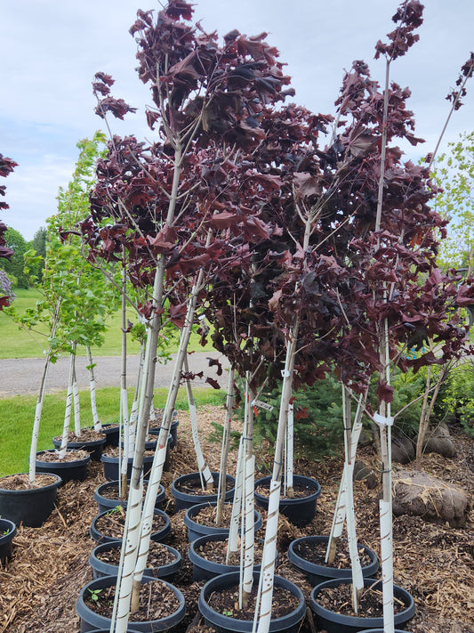 Royal Red Maple