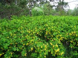 Pea Shrub -  Caragana  2-8" (5-20cm)