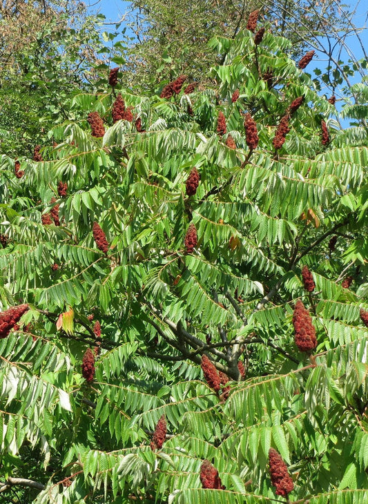 Staghorn Sumac Seedling 12-24"