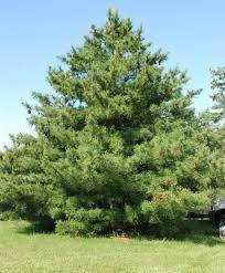 White Pine  Potted 1 gallon  20-50cm