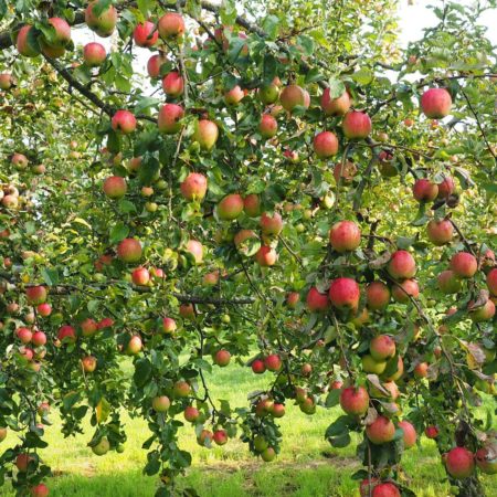 apple tree portrait